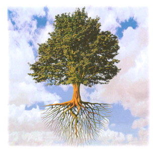 albero radici