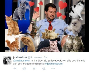 Gattini-per-Salvini-su-Twitter-21